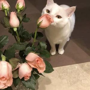 优酸乳成人字幕在线观看
