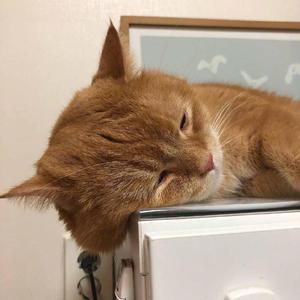 优酸乳成人字幕在线观看
